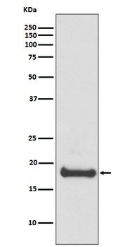 ARF6 Rabbit Monoclonal Antibody