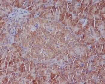 Anti-GRP78 BiP HSPA5 Rabbit Monoclonal Antibody