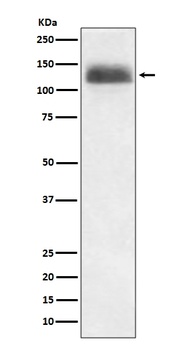 Anti-NFAT1 NFATC2 Rabbit Monoclonal Antibody