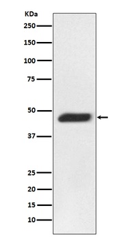 Anti-MEK2 MAP2K2 Rabbit Monoclonal Antibody