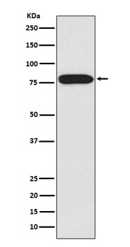 Anti-IRAK IRAK1 Monoclonal Antibody