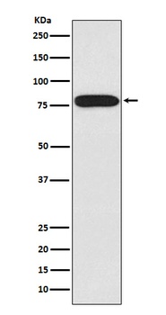 IRAK IRAK1 Monoclonal Antibody