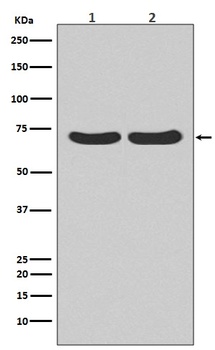 Hsc70 HSPA8 Rabbit Monoclonal Antibody