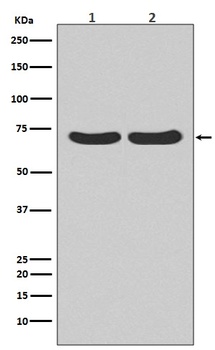 Anti-Hsc70 HSPA8 Rabbit Monoclonal Antibody