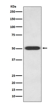 Anti-Endothelin B Receptor EDNRB Rabbit Monoclonal Antibody