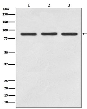 STAT5A/B Rabbit Monoclonal Antibody