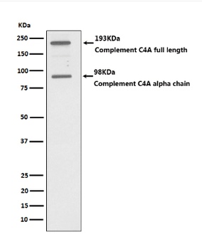 C4A Monoclonal Antibody