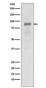 Hsp90 alpha HSP90AA1 Rabbit Monoclonal Antibody