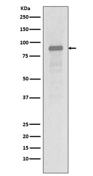 Anti-Hsp90 alpha HSP90AA1 Rabbit Monoclonal Antibody