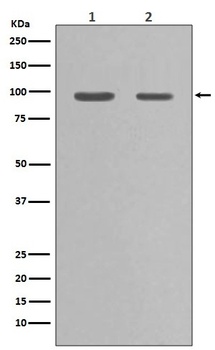Anti-Hsp90 alpha HSP90AA1 Rabbit Monoclonal Antibody