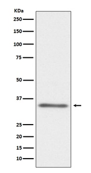 Anti-CD40L CD40LG Rabbit Monoclonal Antibody
