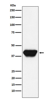 Anti-SPI1 Rabbit Monoclonal Antibody