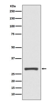 14-3-3 sigma SFN Rabbit Monoclonal Antibody