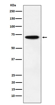 Anti-NRF1 Rabbit Monoclonal Antibody