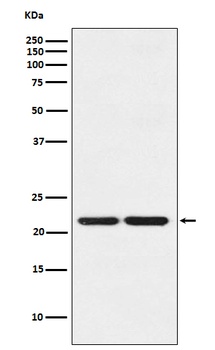 HP1 gamma Rabbit Monoclonal Antibody