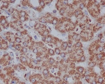 VDAC1/Porin Rabbit Monoclonal Antibody