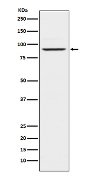 Anti-Prolactin Receptor Rabbit Monoclonal Antibody