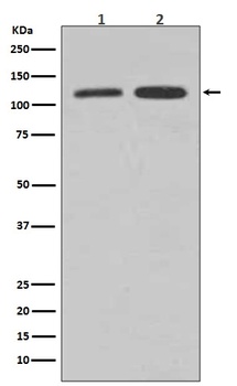 Anti-Vinculin VCL Rabbit Monoclonal Antibody