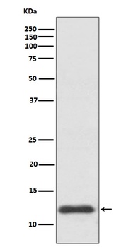 TRX1 TXN Rabbit Monoclonal Antibody