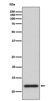 Anti-TRX1 TXN Rabbit Monoclonal Antibody