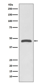 Anti-TSG101 Rabbit Monoclonal Antibody
