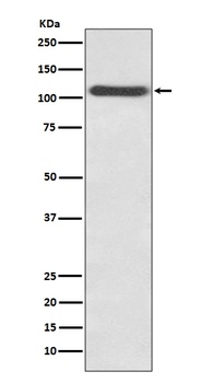 Anti-CD62P SELP Rabbit Monoclonal Antibody