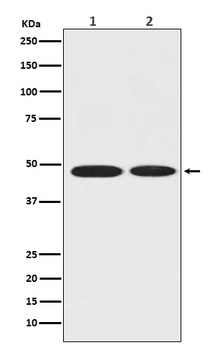 ENO1/Alpha Enolase Rabbit Monoclonal Antibody