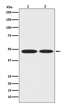 Anti-ENO1/Alpha Enolase Rabbit Monoclonal Antibody