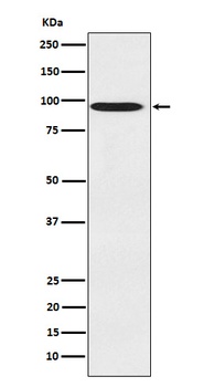 CDT2 Monoclonal Antibody