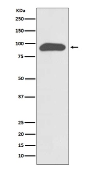 Chromogranin A CHGA Rabbit Monoclonal Antibody