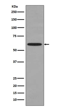 Anti-Hsp60 HSPD1 Rabbit Monoclonal Antibody