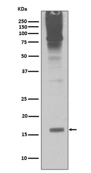 Anti-Sumo2/3 Rabbit Monoclonal Antibody