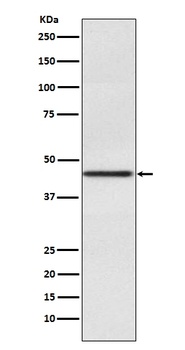 Pax2 Rabbit Monoclonal Antibody