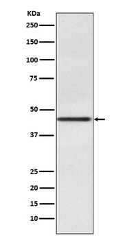 Anti-Pax2 Rabbit Monoclonal Antibody
