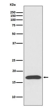 Anti-Cyclophilin A PPIA Rabbit Monoclonal Antibody