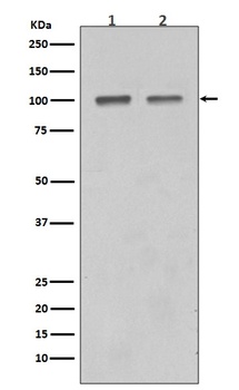 Anti-SATB1 Rabbit Monoclonal Antibody