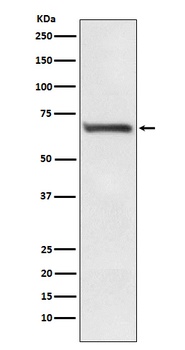 RPA70 Monoclonal Antibody