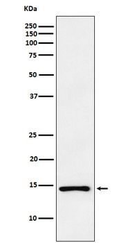 ANP NPPA Monoclonal Antibody