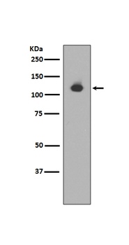 Anti-Neuropilin 1 NRP1 Rabbit Monoclonal Antibody