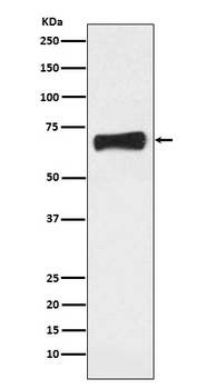 Anti-NR5A2/Lrh 1 Rabbit Monoclonal Antibody