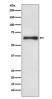 Cdc6 Rabbit Monoclonal Antibody