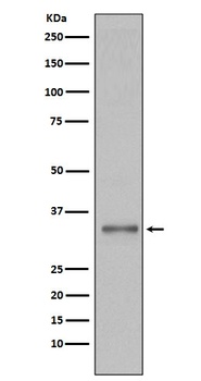 Torsin A TOR1A Rabbit Monoclonal Antibody