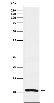 Estrogen Inducible Protein pS2 Monoclonal Antibody