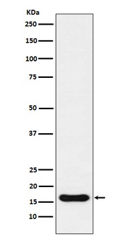 Anti-Iba1 AIF1 Monoclonal Antibody