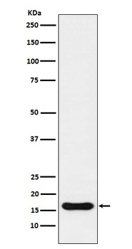 Iba1 AIF1 Monoclonal Antibody