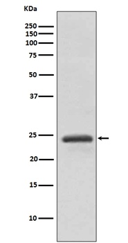 RAB11A Rabbit Monoclonal Antibody