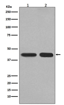 Anti-PGK1 Rabbit Monoclonal Antibody