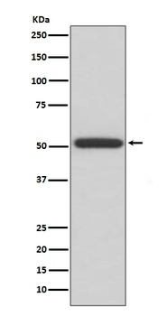 ERp57 PDIA3 Rabbit Monoclonal Antibody