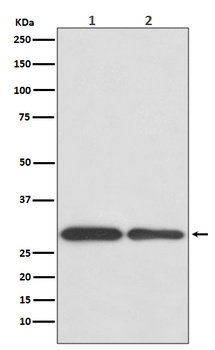 Anti-BNIP3 Rabbit Monoclonal Antibody