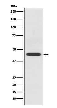 Anti-EDG1 S1PR1 Rabbit Monoclonal Antibody